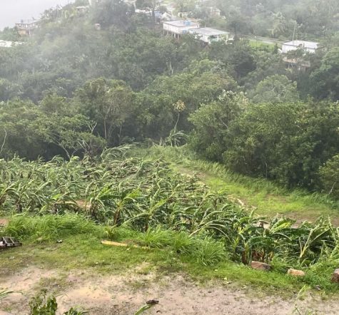 Some of roughly 5,000 plantain trees that the Acevedo’s family owns that were destroyed in the storm. They lost 4,000-5,000 pounds of coffee as well. 