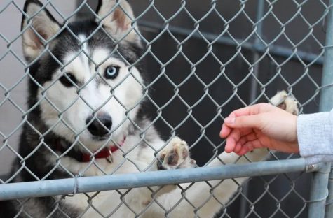 Dakota the Husky was looking for a forever home on Dec. 2.