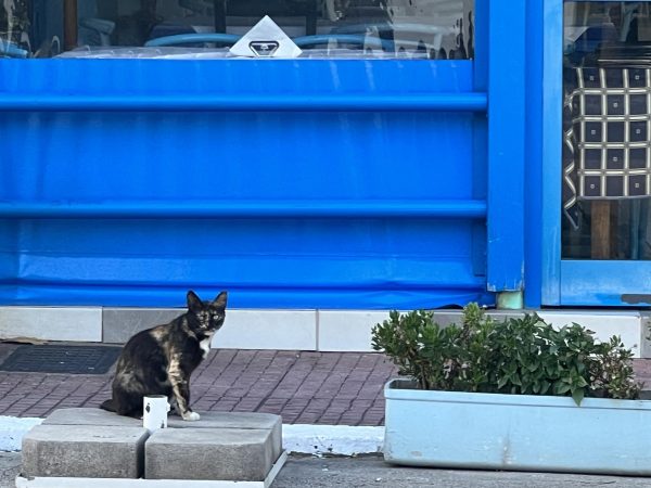 A familiar sight throughout Greece:  a stray cat sitting in the streets. (June 26, 2023) 
