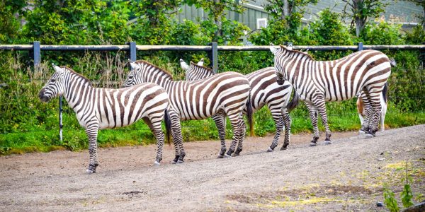Fun Fact: Zebras like these at the Dublin Zoo are all black underneath with white stripes as an addition on top. 